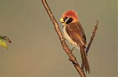 Spot-breasted Parrotbill